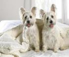 Ve West Highland White Terrier Westies